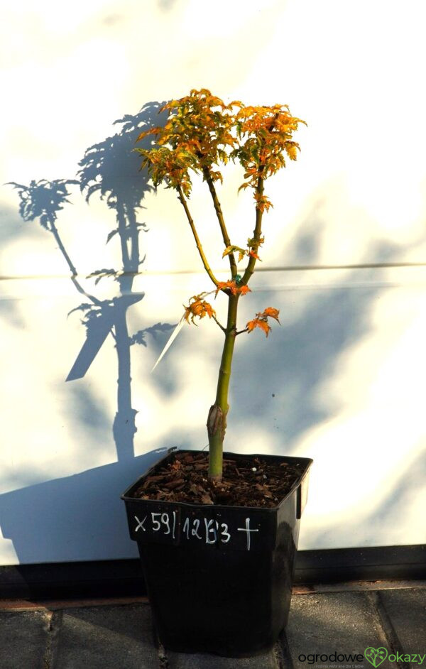 KLON PALMOWY SHISHIGASHIRA Acer palmatum