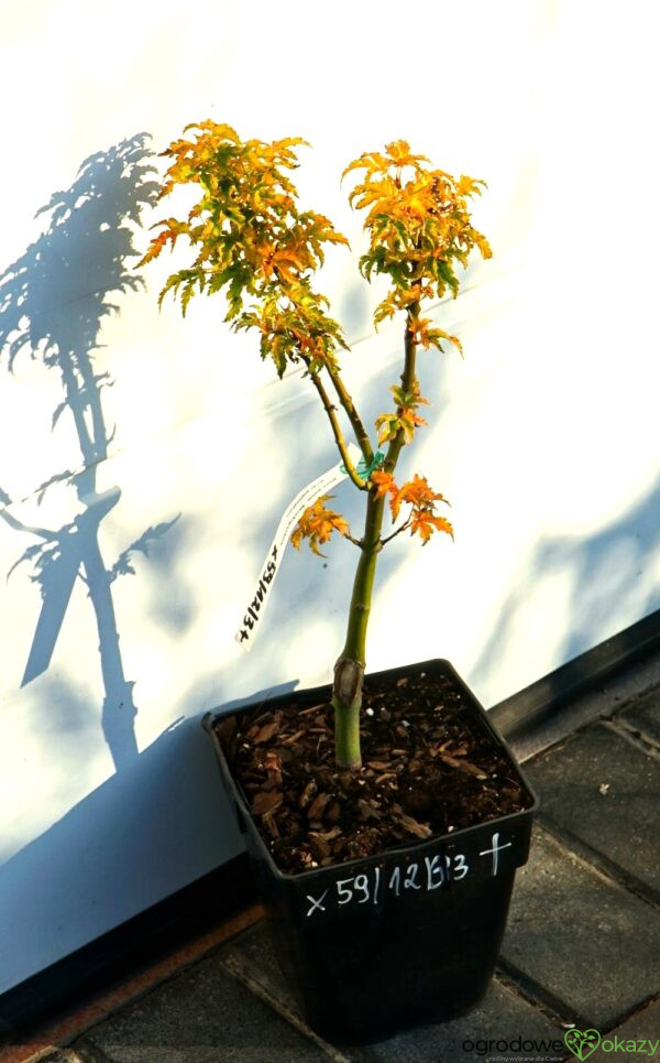 KLON PALMOWY SHISHIGASHIRA Acer palmatum