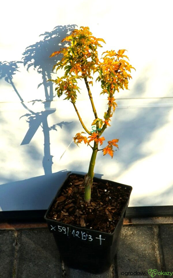 KLON PALMOWY SHISHIGASHIRA Acer palmatum