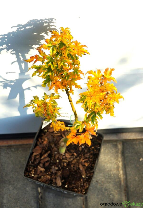 KLON PALMOWY SHISHIGASHIRA Acer palmatum