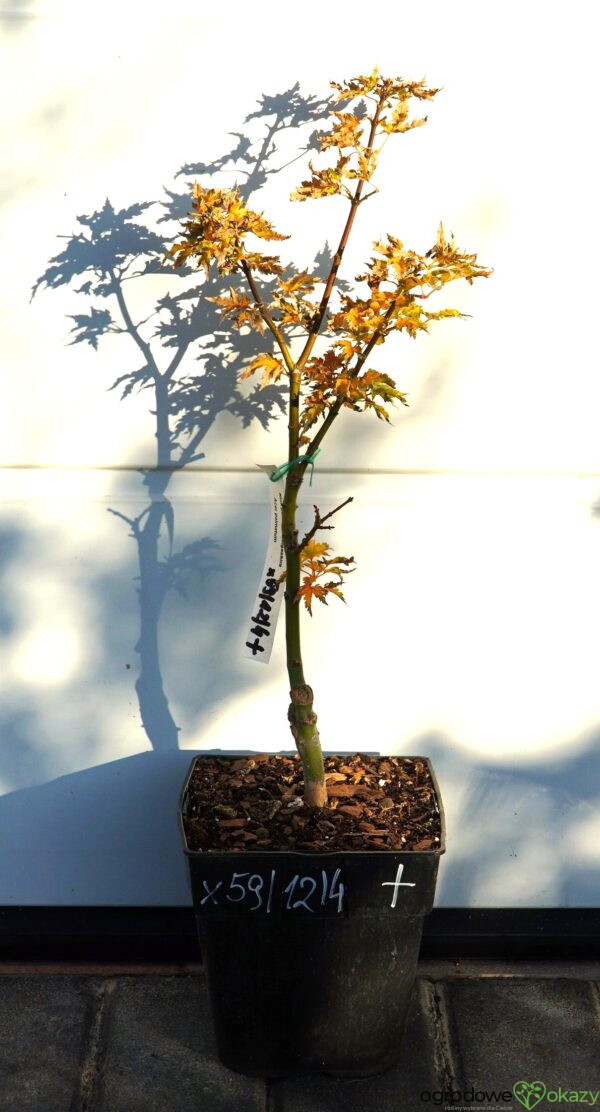 KLON PALMOWY SHISHIGASHIRA Acer palmatum