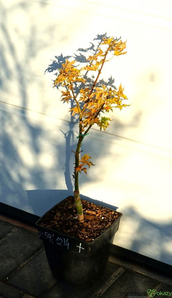 KLON PALMOWY SHISHIGASHIRA Acer palmatum