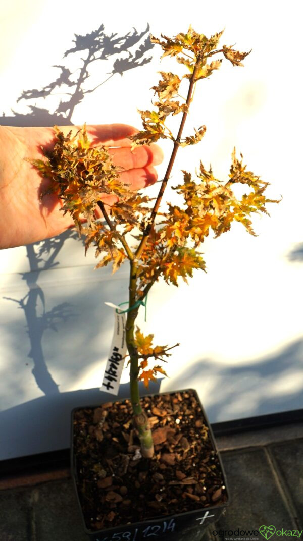 KLON PALMOWY SHISHIGASHIRA Acer palmatum