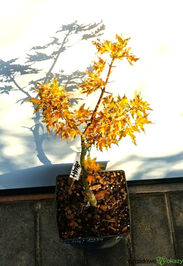 KLON PALMOWY SHISHIGASHIRA Acer palmatum