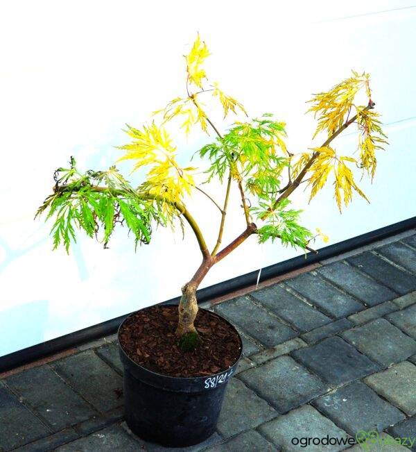 KLON JAPOŃSKI DISSECTUM Acer japonicum