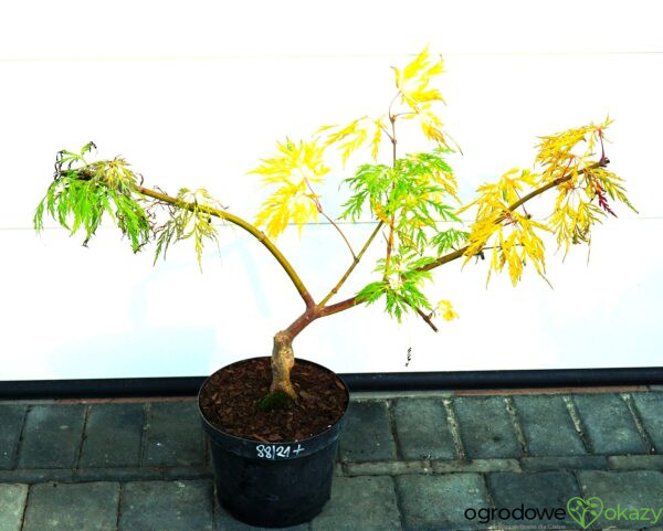 KLON JAPOŃSKI DISSECTUM Acer japonicum