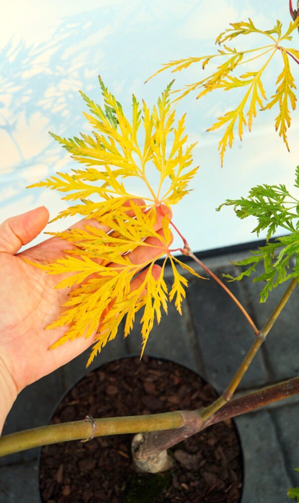 KLON JAPOŃSKI DISSECTUM Acer japonicum