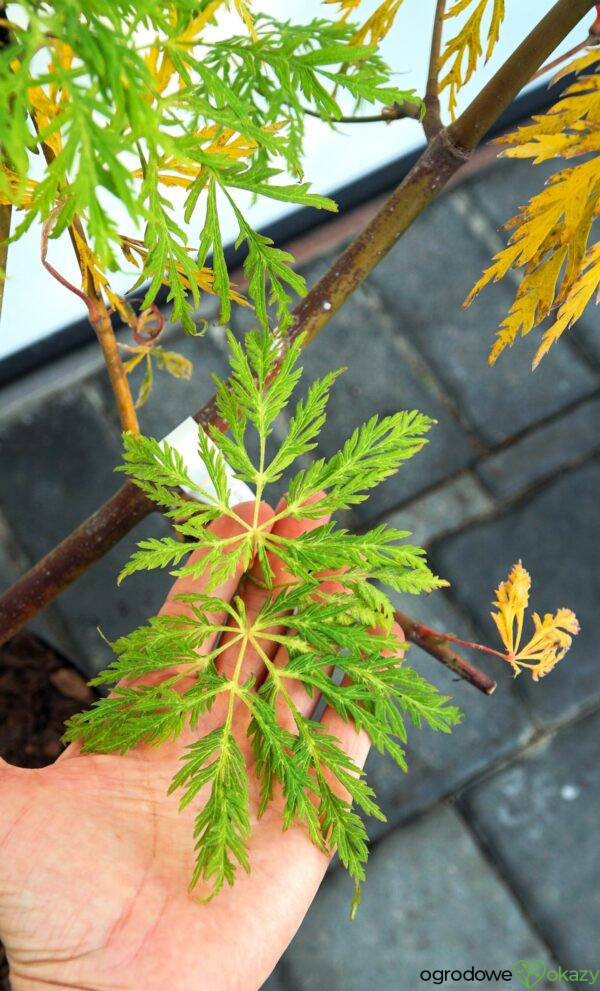 KLON JAPOŃSKI DISSECTUM Acer japonicum