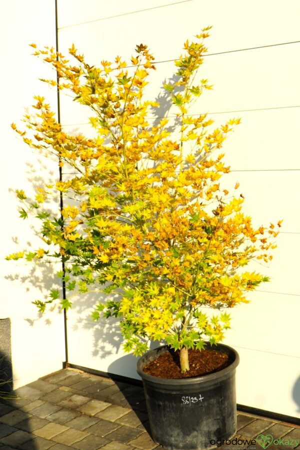 KLON PALMOWY ALPINE SILVER THEARD Acer palmatum