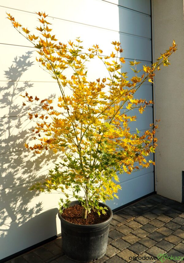 KLON PALMOWY ALPINE SILVER THEARD Acer palmatum