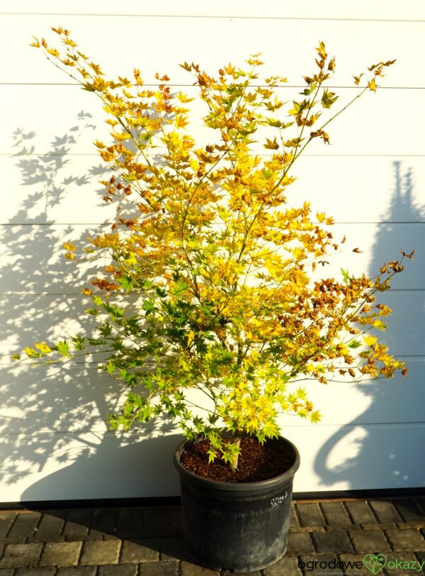 KLON PALMOWY ALPINE SILVER THEARD Acer palmatum