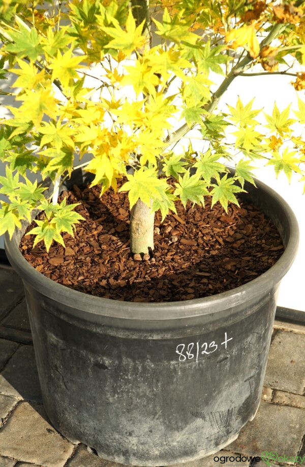 KLON PALMOWY ALPINE SILVER THEARD Acer palmatum