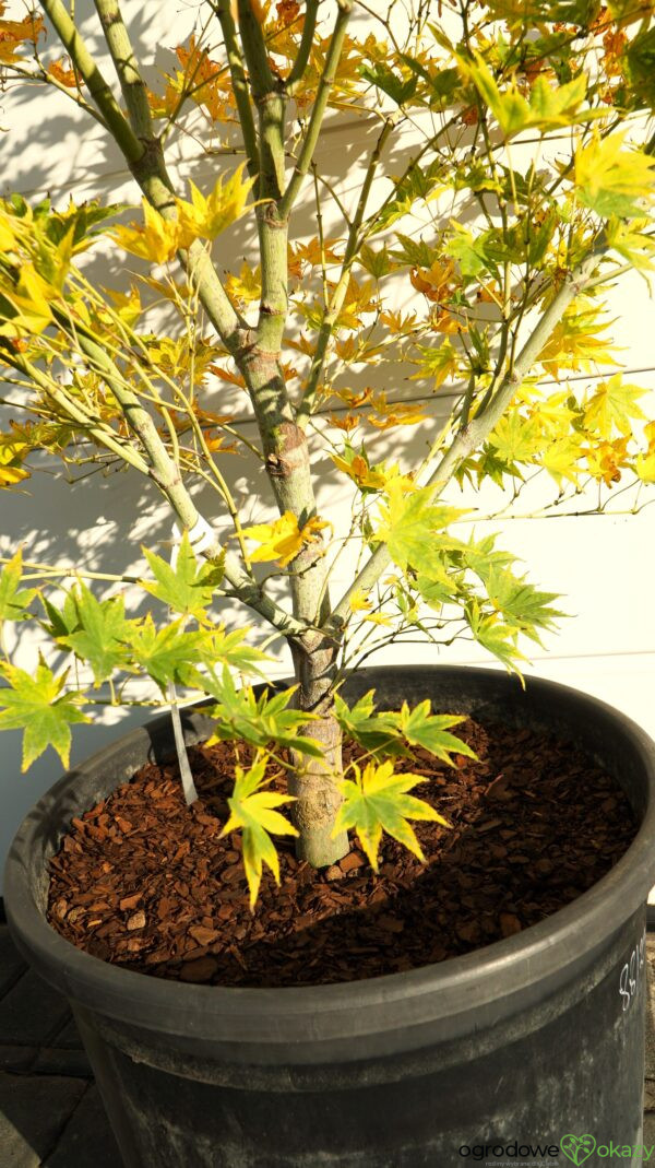 KLON PALMOWY ALPINE SILVER THEARD Acer palmatum