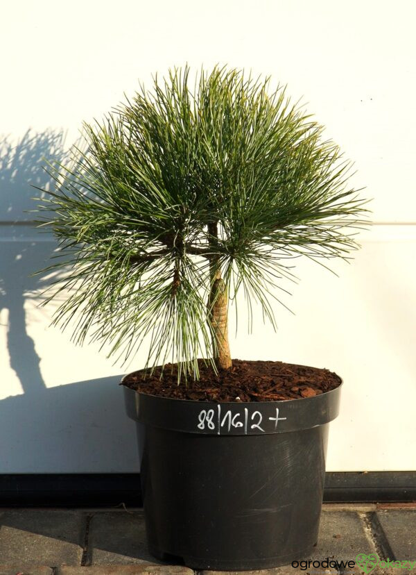 SOSNA KOREAŃSKA AMUR Pinus koraiensis