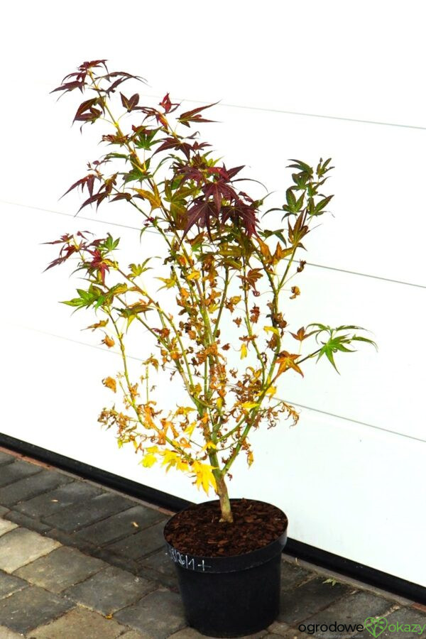 KLON PALMOWY BENI HOSHI Acer palmatum