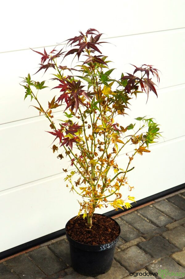 KLON PALMOWY BENI HOSHI Acer palmatum