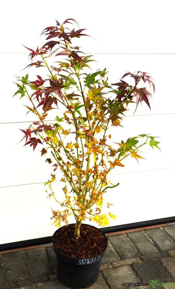 KLON PALMOWY BENI HOSHI Acer palmatum