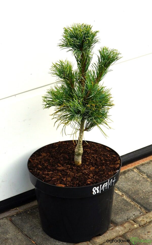 SOSNA DROBNOKWIATOWA BLUE DWARF Pinus parviflora