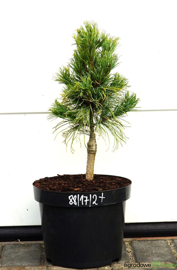 SOSNA DROBNOKWIATOWA BLUE DWARF Pinus parviflora