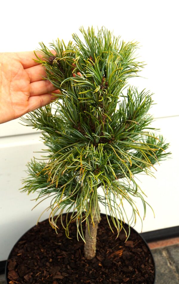 SOSNA DROBNOKWIATOWA BLUE DWARF Pinus parviflora