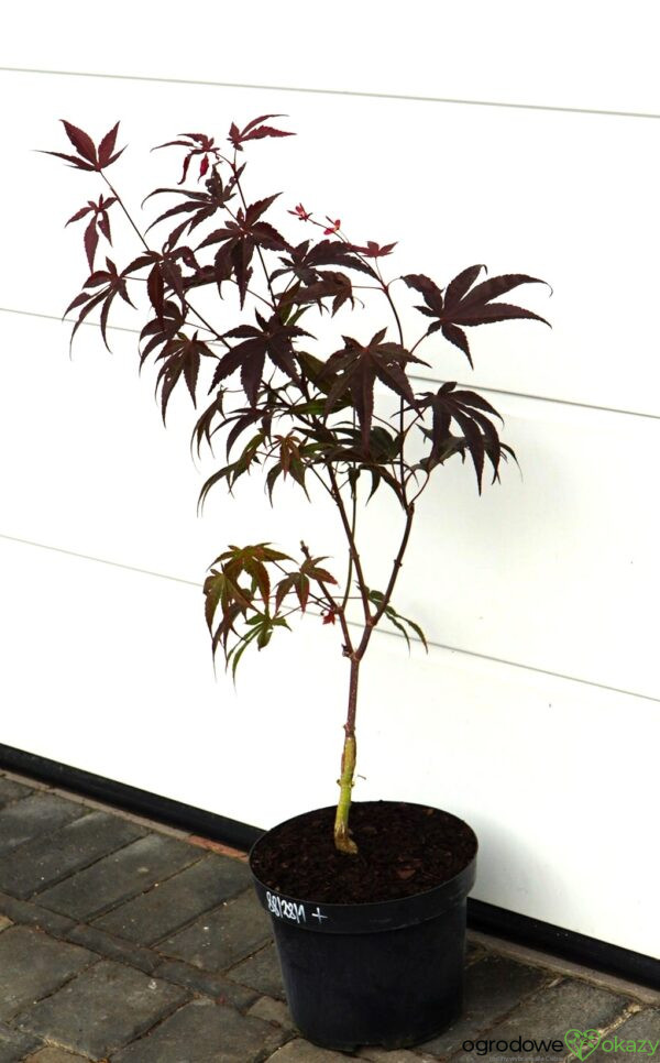 KLON PALMOWY BIG RED Acer palmatum