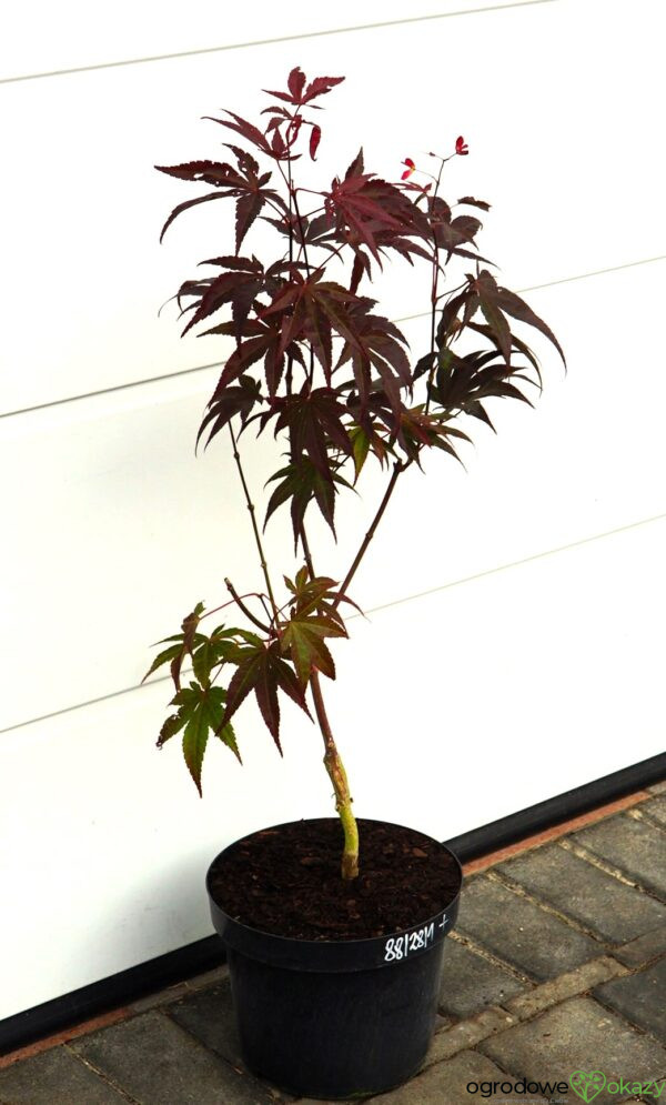 KLON PALMOWY BIG RED Acer palmatum