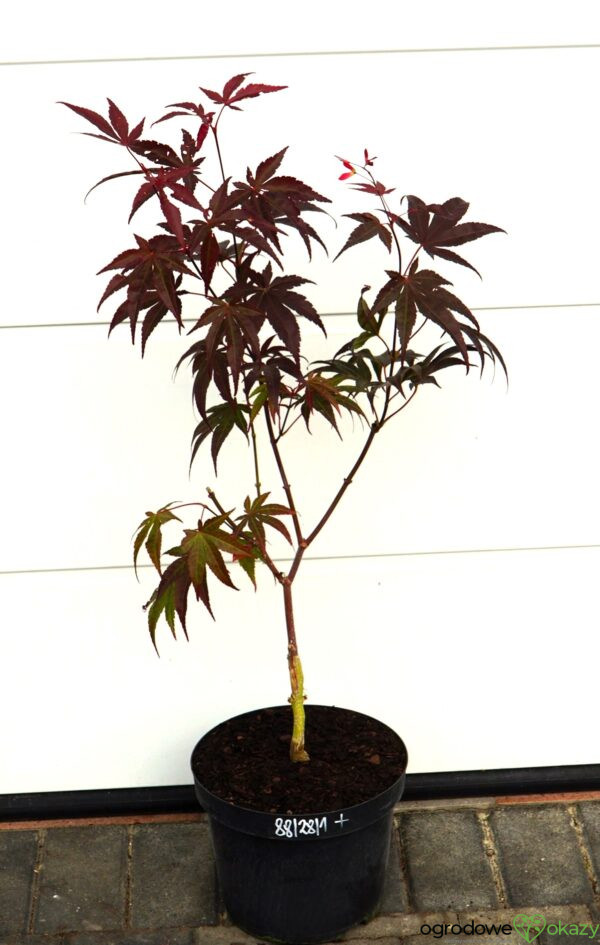 KLON PALMOWY BIG RED Acer palmatum