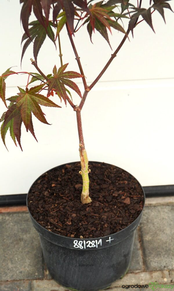 KLON PALMOWY BIG RED Acer palmatum