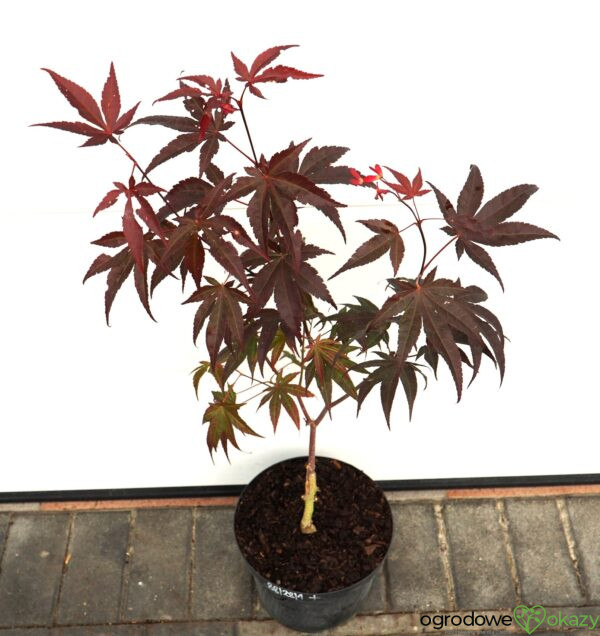 KLON PALMOWY BIG RED Acer palmatum