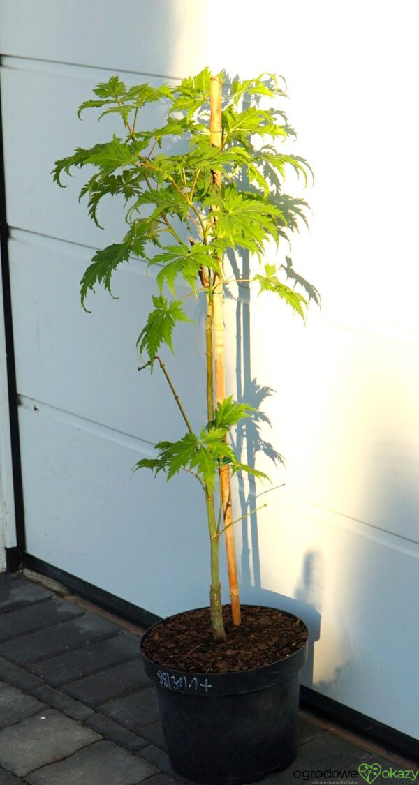 KLON PALMOWY KOYUKI Acer palmatum