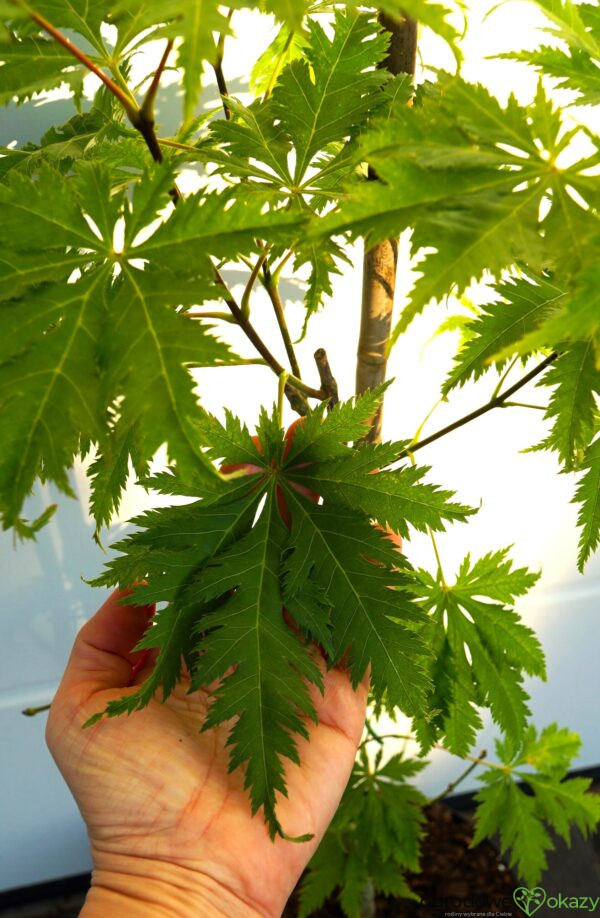 KLON PALMOWY KOYUKI Acer palmatum