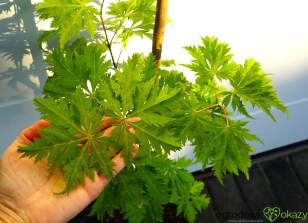 KLON PALMOWY KOYUKI Acer palmatum