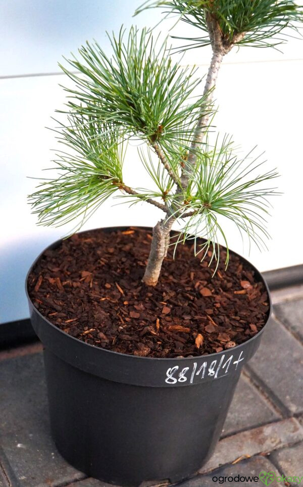 SOSNA DROBNOKWIATOWA BLAUER ENGEL Pinus parviflora