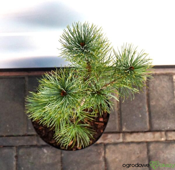 SOSNA DROBNOKWIATOWA BLAUER ENGEL Pinus parviflora