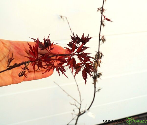 KLON PALMOWY PEVE STANLEY Acer palmatum