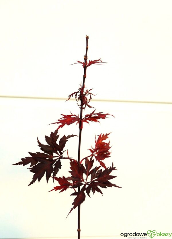 KLON PALMOWY PEVE STANLEY Acer palmatum