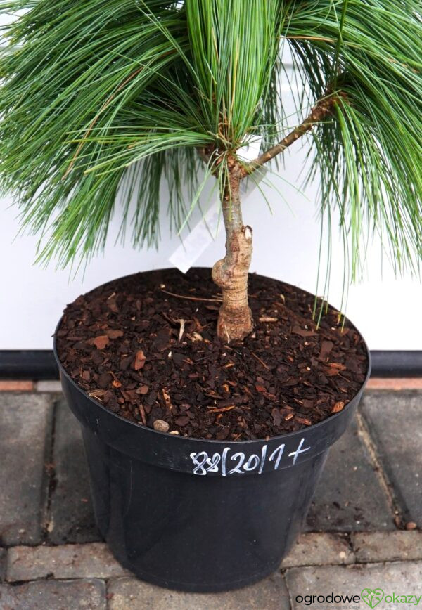 SOSNA SCHWERINA 'WIETHORST' Pinus x schwerinii