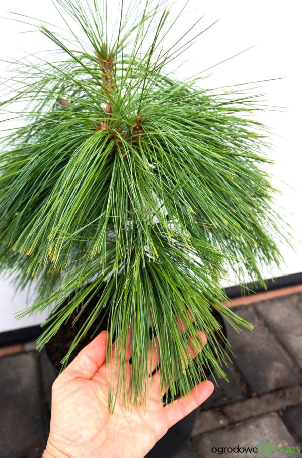 SOSNA SCHWERINA 'WIETHORST' Pinus x schwerinii