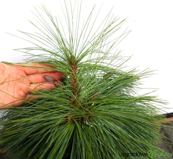 SOSNA SCHWERINA 'WIETHORST' Pinus x schwerinii