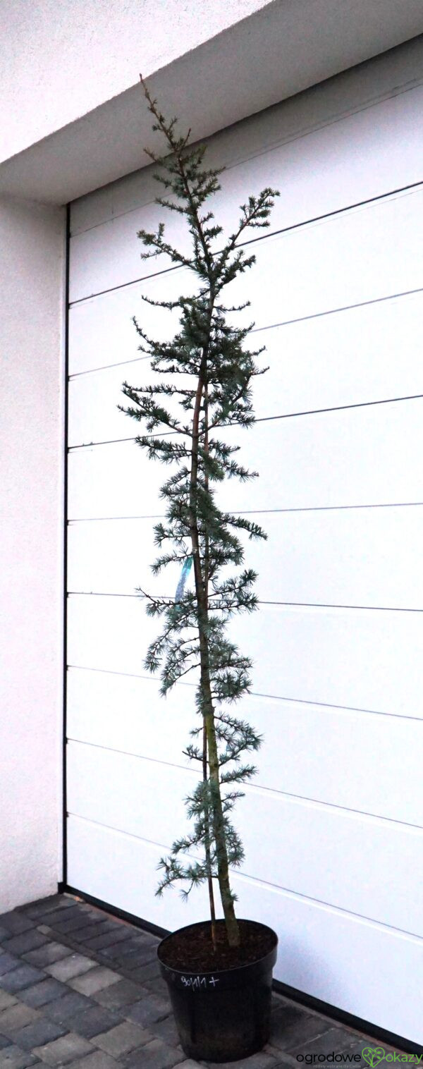 CEDR LIBAŃSKI GLAUCA Cedrus Libani Glauca'