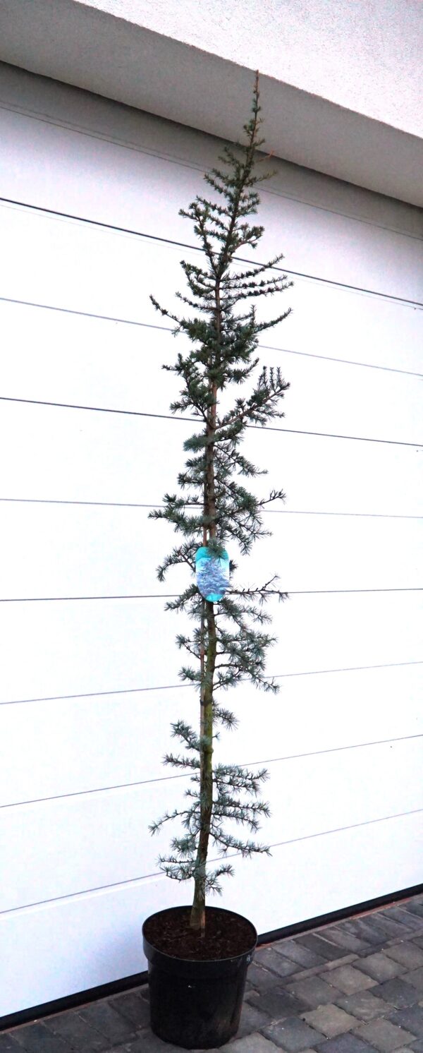 CEDR LIBAŃSKI GLAUCA Cedrus Libani Glauca'