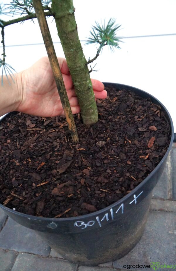 CEDR LIBAŃSKI GLAUCA Cedrus Libani Glauca'