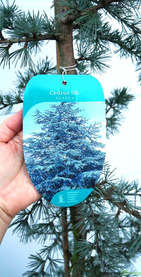 CEDR LIBAŃSKI GLAUCA Cedrus Libani Glauca'