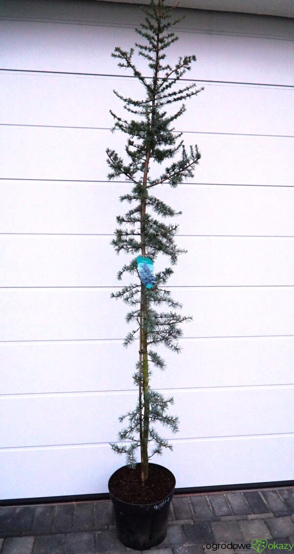 CEDR LIBAŃSKI GLAUCA Cedrus Libani Glauca'