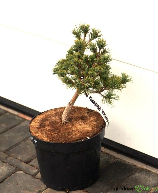 SOSNA DROBNOKWIATOWA KIYOMATSU Pinus parviflora