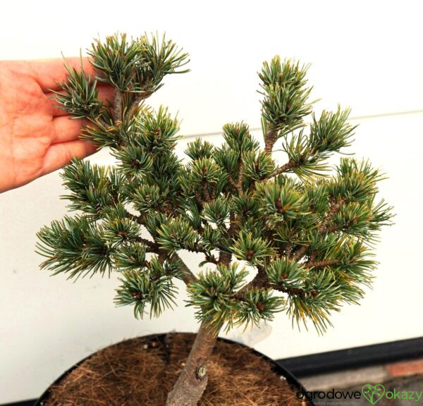 SOSNA DROBNOKWIATOWA KIYOMATSU Pinus parviflora