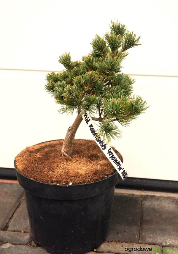 SOSNA DROBNOKWIATOWA KIYOMATSU Pinus parviflora