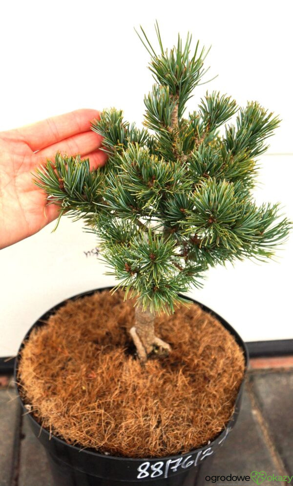 SOSNA DROBNOKWIATOWA KIYOMATSU Pinus parviflora