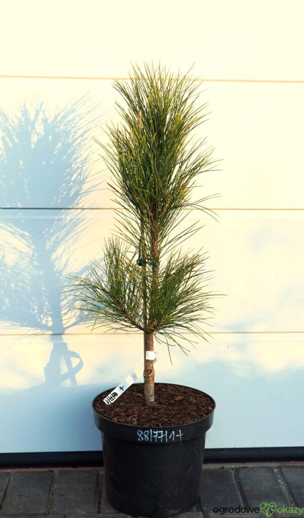 SOSNA CZERWONA HIWATHA VARIEGATED Pinus resinosa