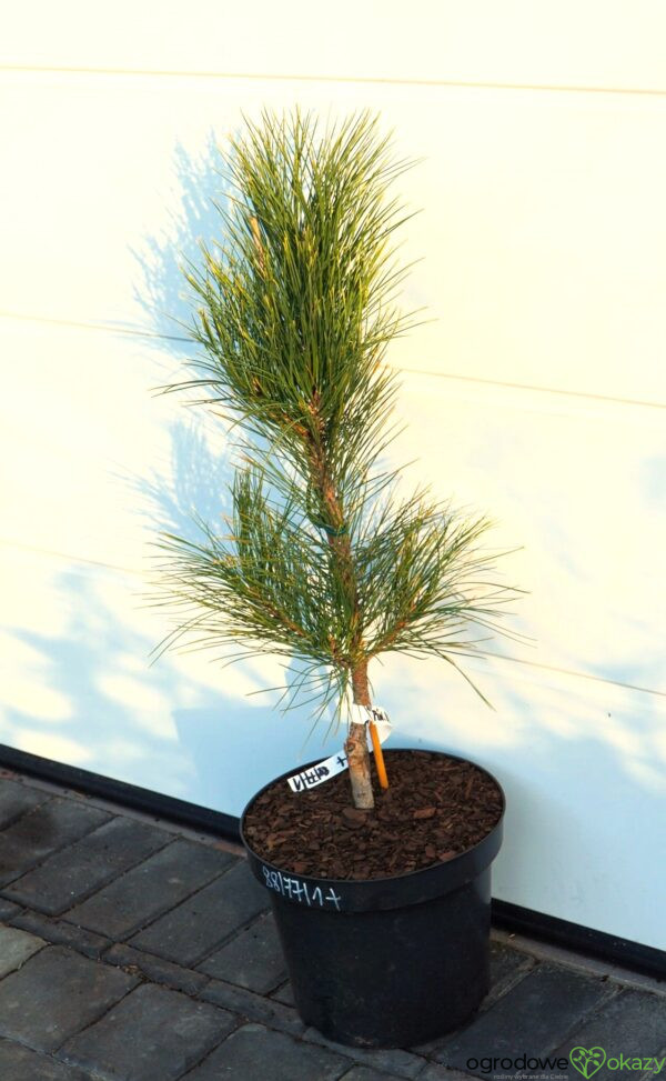 SOSNA CZERWONA HIWATHA VARIEGATED Pinus resinosa